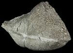 Pyrite Replaced Brachiopod (Paraspirifer) - Ohio #52709-1